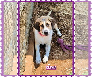 Mutt Dogs for adoption in Granbury, TX, USA