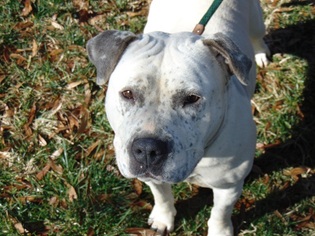 Olde Bulldog Dogs for adoption in Charlotte, NC, USA