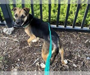 Raggle Dogs for adoption in Orange, CA, USA