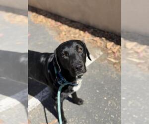 Labrador Retriever Dogs for adoption in Santa Maria, CA, USA