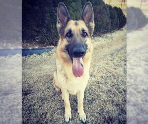 German Shepherd Dog Dogs for adoption in Clarksville, MO, USA