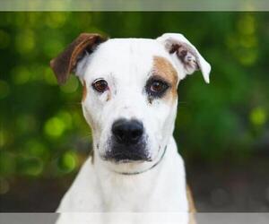 Treeing Walker Coonhound-Unknown Mix Dogs for adoption in Tavares, FL, USA