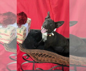 Chihuahua-Unknown Mix Dogs for adoption in Missouri City, TX, USA