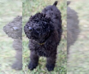 Poodle (Standard) Dogs for adoption in Phoenix, AZ, USA