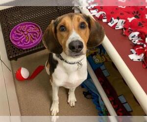Treeing Walker Coonhound Dogs for adoption in Fort Wayne, IN, USA