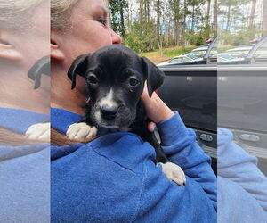 American Staffordshire Terrier-Boxer Mix Dogs for adoption in Chester, VA, USA