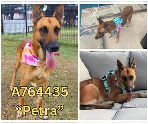German Shepherd Dog-Unknown Mix Dogs for adoption in San Antonio, TX, USA