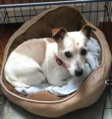 Small Jack Russell Terrier