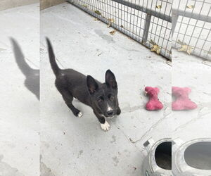 German Shepherd Dog-Huskies Mix Dogs for adoption in San Diego, CA, USA