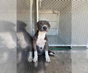 American Pit Bull Terrier Dogs for adoption in Bakersfield, CA, USA