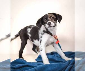 Chihuahua-Unknown Mix Dogs for adoption in Plymouth, MN, USA