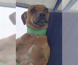 Chihuahua Dogs for adoption in Bakersfield, CA, USA