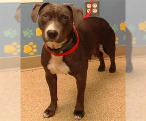 American Pit Bull Terrier Dogs for adoption in Palmer, AK, USA