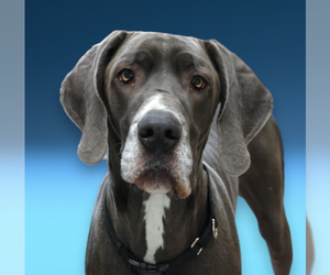 Great Dane-Unknown Mix Dogs for adoption in Thief River Falls, MN, USA