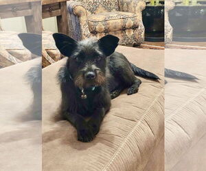 Mutt Dogs for adoption in Fort Worth, TX, USA