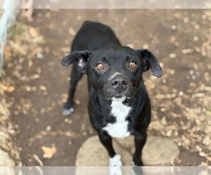 Border Collie-Unknown Mix Dogs for adoption in Tulsa, OK, USA