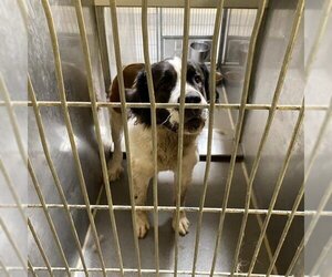 Saint Bernard Dogs for adoption in Modesto, CA, USA