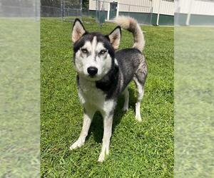- Mix Dogs for adoption in Naples, FL, USA