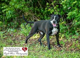 Bullboxer Pit Dogs for adoption in North Myrtle Beach, SC, USA