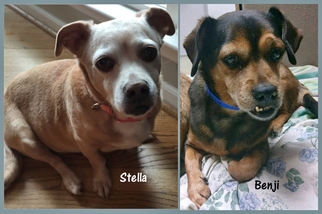 Chiweenie Dogs for adoption in Helena, AL, USA