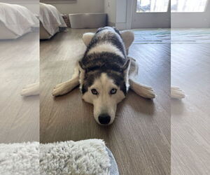 Siberian Husky Dogs for adoption in McKinney, TX, USA