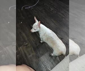 Chihuahua Dogs for adoption in San Antonio, TX, USA