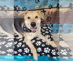 Labrenees Dogs for adoption in Mt. Laurel, NJ, USA