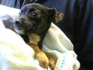 Medium Photo #1 Chiweenie Puppy For Sale in Sacramento, CA, USA