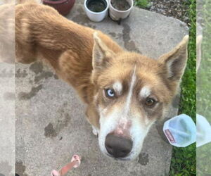 Siberian Husky-Unknown Mix Dogs for adoption in Rowlett, TX, USA