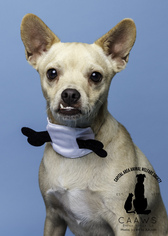 Puggle Dogs for adoption in Baton Rouge, LA, USA