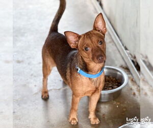 Chihuahua-Unknown Mix Dogs for adoption in Washington, DC, USA