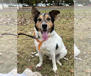 Collie-Unknown Mix Dogs for adoption in Virginia Beach, VA, USA