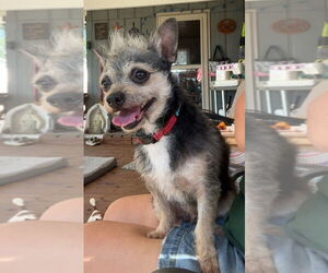 Chihuahua-Unknown Mix Dogs for adoption in Portland, IN, USA