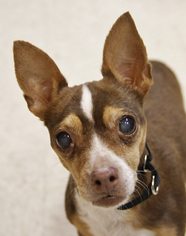 Chihuahua Dogs for adoption in Grass Valley, CA, USA