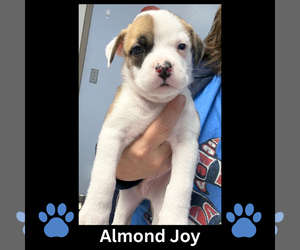 Mutt Dogs for adoption in GILBERTS, IL, USA