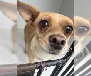 Chihuahua-Unknown Mix Dogs for adoption in Houston, TX, USA