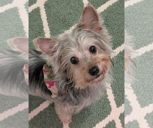 Medium Photo #11 Silky Terrier Puppy For Sale in Greensboro, NC, USA