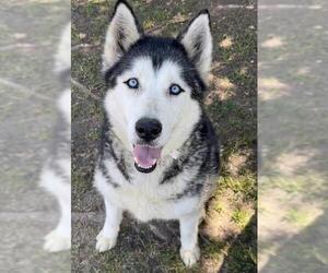 Siberian Husky Dogs for adoption in Riverside, CA, USA