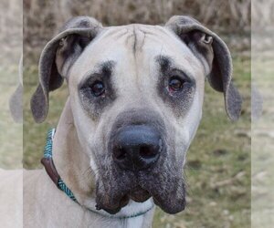 Great Dane Dogs for adoption in Huntley, IL, USA