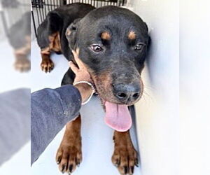 Rottweiler Dogs for adoption in Houston, TX, USA