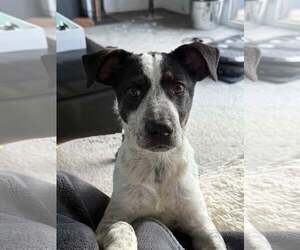 Border Collie-Unknown Mix Dogs for adoption in MIDWAY, UT, USA
