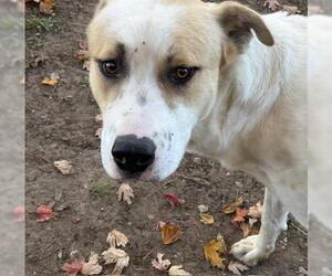 American Pit Bull Terrier-Unknown Mix Dogs for adoption in Tulsa, OK, USA
