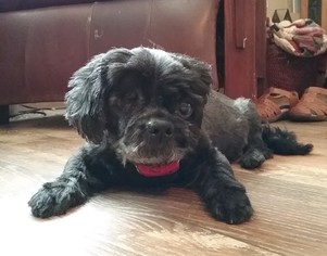 Shih Tzu-Unknown Mix Dogs for adoption in Apache Junction, AZ, USA