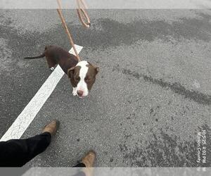 American Pit Bull Terrier-Unknown Mix Dogs for adoption in Ocala, FL, USA