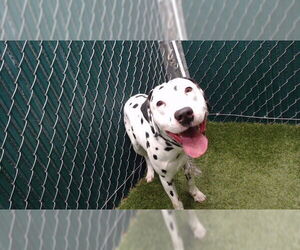Dalmatian Dogs for adoption in Downey, CA, USA