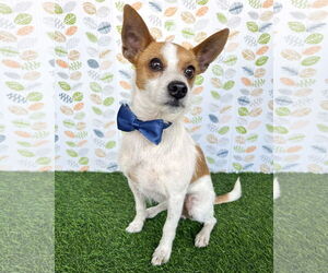 Mutt Dogs for adoption in Corona, CA, USA
