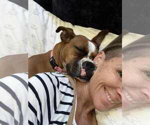 Boxer Dogs for adoption in Dumont, NJ, USA
