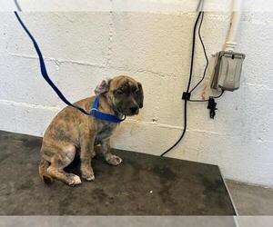 American Pit Bull Terrier-Beagle Mix Dogs for adoption in Corona, CA, USA