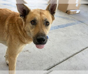German Shepherd Dog-Unknown Mix Dogs for adoption in Bakersfield, CA, USA