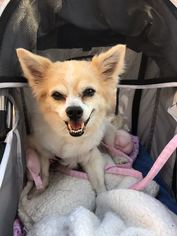 Pomeranian-Unknown Mix Dogs for adoption in Irvine, CA, USA